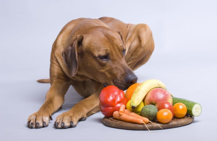 Hund vegetarisch ernähren gesund